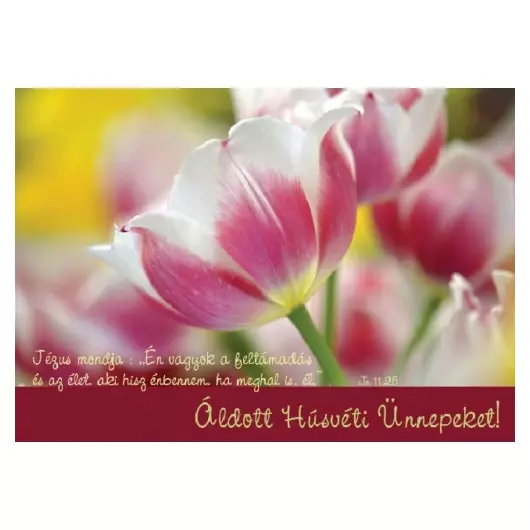 Én vagyok a feltámadás... – Tulipán – Húsvéti képeslap csomag