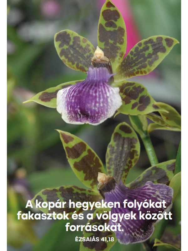 A kopár hegyeken folyókat fakasztok – képeslap csomag (10 db)