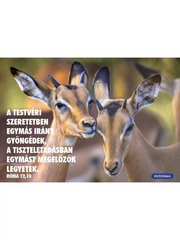 A testvéri szeretetben – képeslap csomag (10 db)