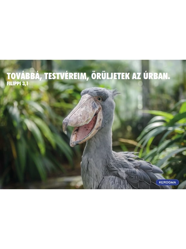 Továbbá, testvéreim – képeslap csomag (10 db)