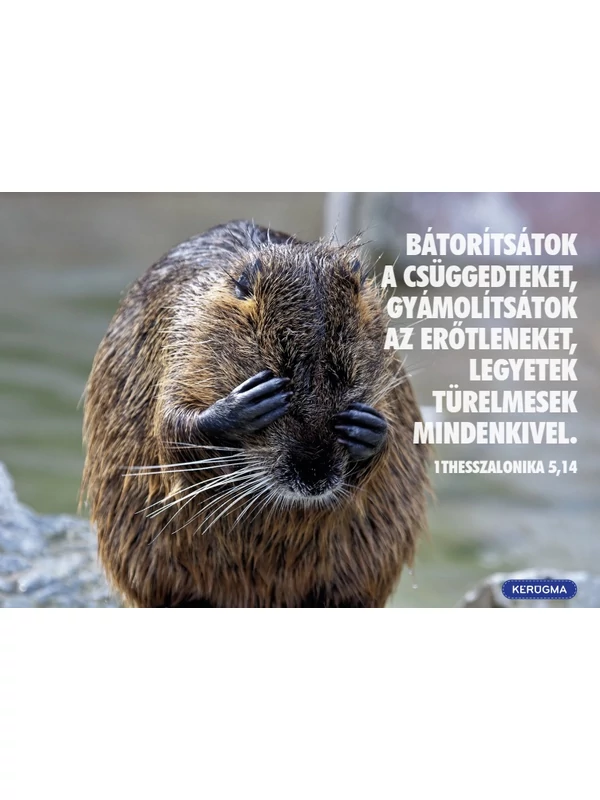 Bátorítsátok a csüggedteket – képeslap csomag (10 db)