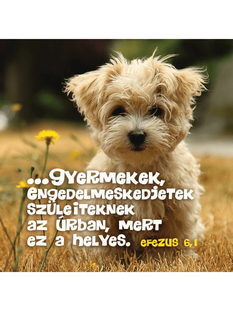 ...gyermekek, engedelmeskedjetek szüleiteknek... – Hűtőmágnes